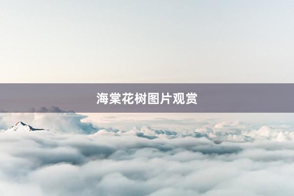 海棠花树图片观赏